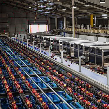 Overcoming packhouse inefficiencies