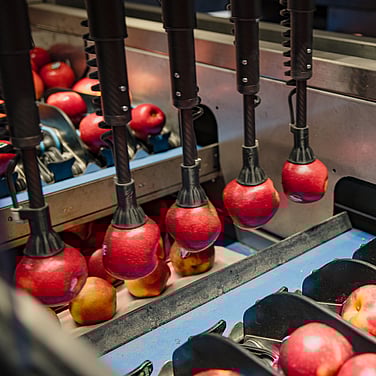 Improving packhouse throughputs - Hawk Technology