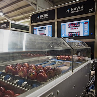 Hawk Technology Tray Inserter - intelligent solutions for your packhouse