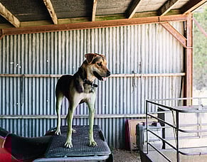 Need help with FarmIQ? Ask Scout!