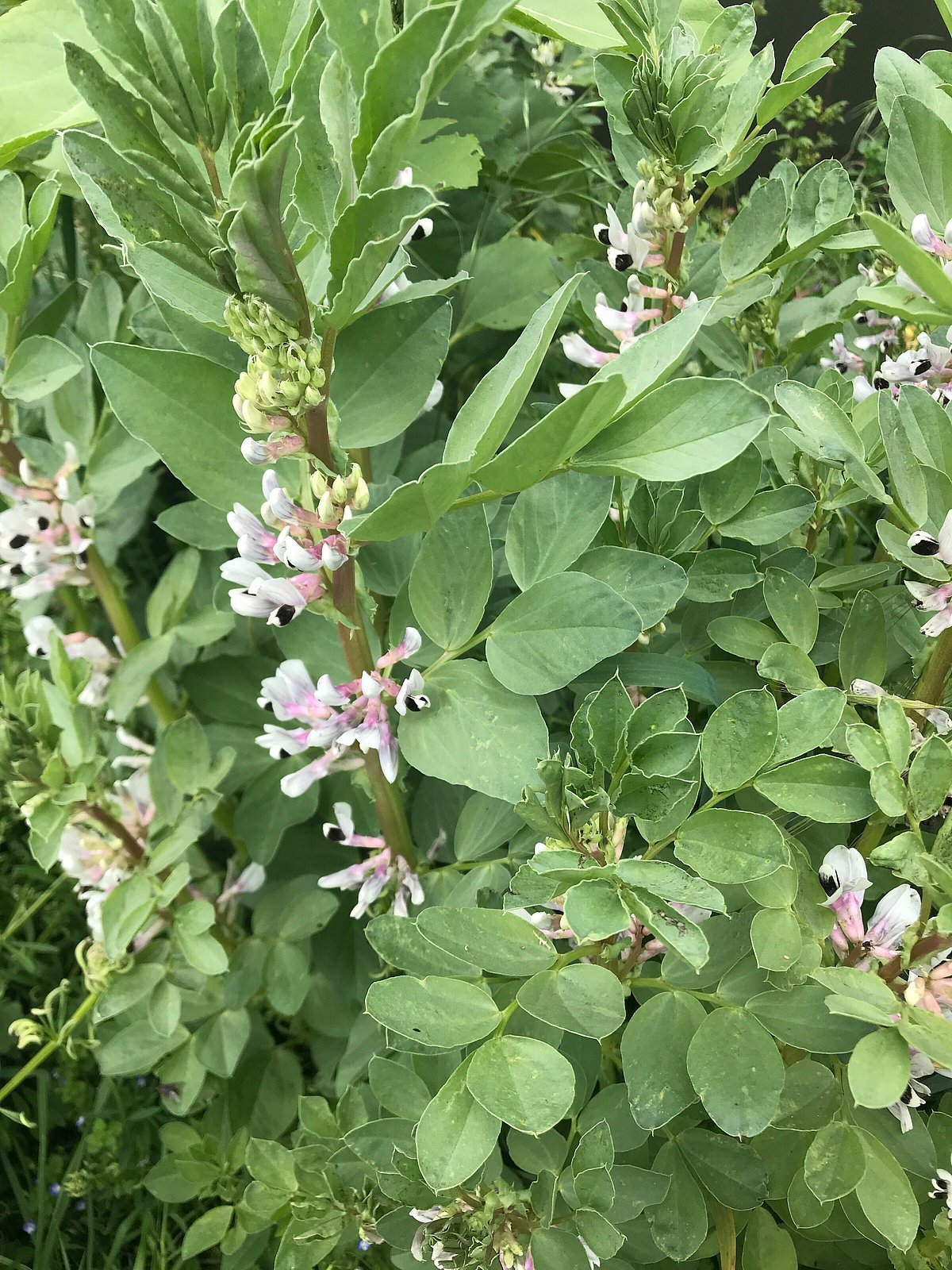 Faba Examples Faba Beans | GSB Brokers