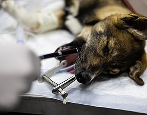 Looking closer with videoscopy