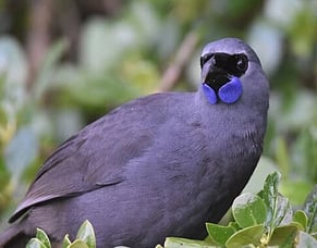 In the media: Iwi-led conservation project delivers win for kōkako