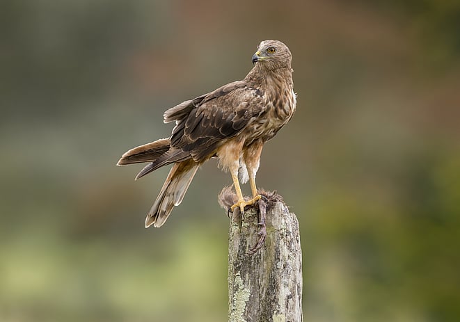 Image of the kārearea perched on a post. Image photographed by John Parker of Maddox Photography NZ.