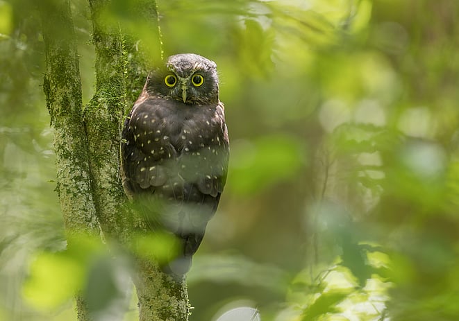 Image by John Parker, Maddox Photography NZ. New Zealand bird photography tours & workshops. Image of Morepork owl, Ruru in the bush.