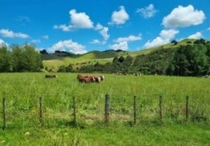 This year - Bulls standing in 2021/22 crop.