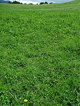 ReGen/Ryegrass-Clover Comparison, Ryegrass/Clover in the foreground, ReGen behind