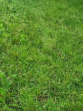 Ryegrass/Clover pasture