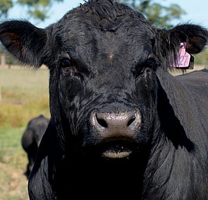 CONSISTENT FERTILITY