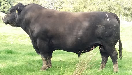 RANGATIRA 13 - 4 - A very deep meaty bull with low birth