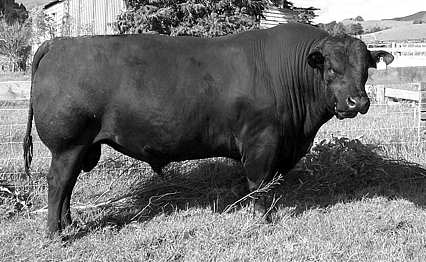 KAI IWI 665 - All meat and he passed it on!