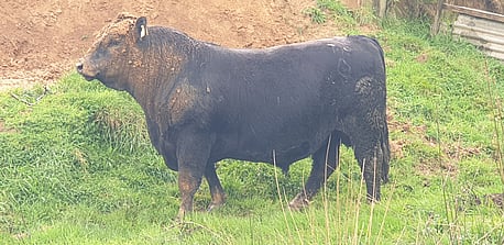 TURIHAUA T19 - Photo at 2 years | Bought as a yearling to mate heifers. Great calving ease sire of yearling sale bulls