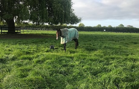 Spelling & Rehabilitation