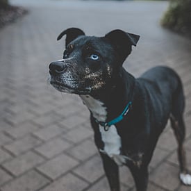 Domestic Pet &ndash; Wild Remedy  &ndash; Natural Homeopathy Support For Your Animals &ndash; New Zealand