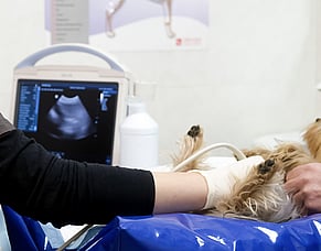 Seeing more with ultrasound