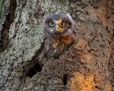 Native Bird Photo Licensing