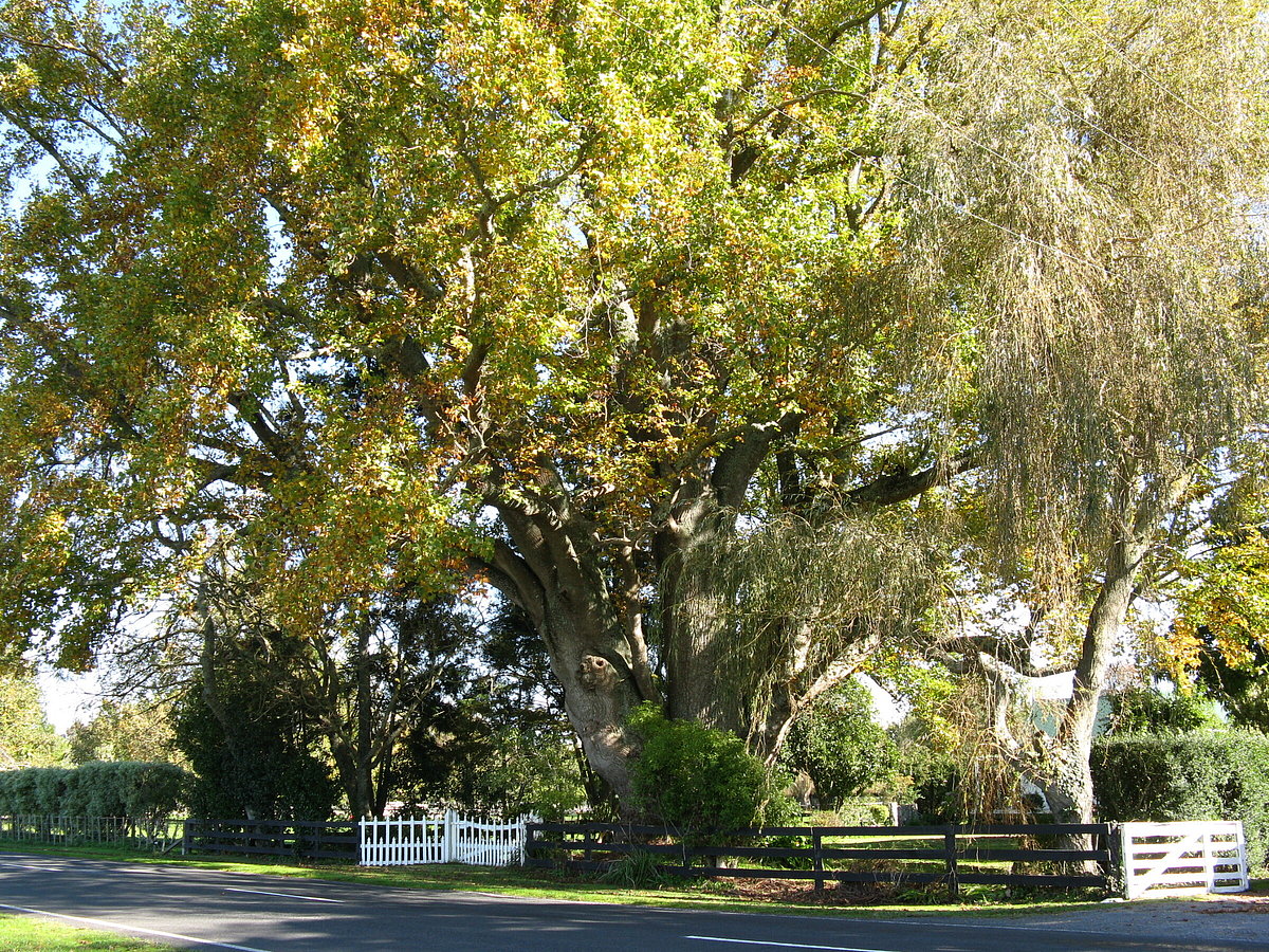 Cambridge Tree Trust | Tulip tree