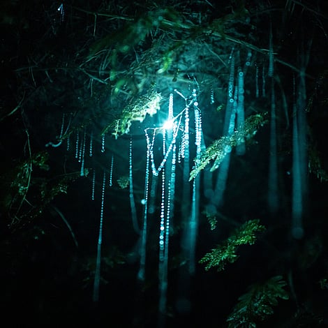 Close-up of a bioluminescent glow worm in a Rotorua cave