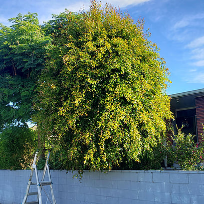 Very Bushy green Tree before Simon trimmed it.