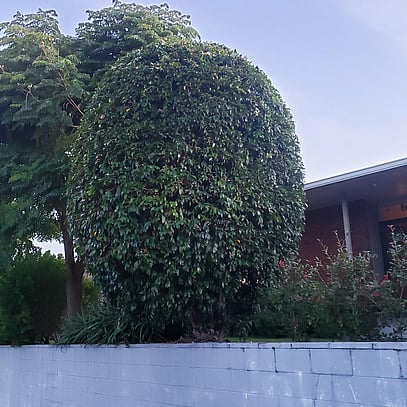 Beautifully trimmed Tree after Simon trimmed it.