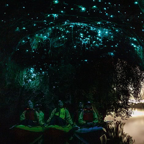 Experience Rotorua glow worms on group tours with Taiao Adventures