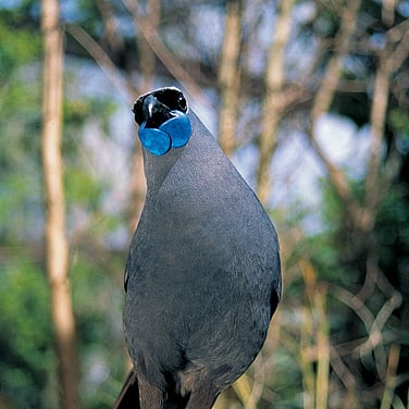 Kokako | Timber Trail NZ