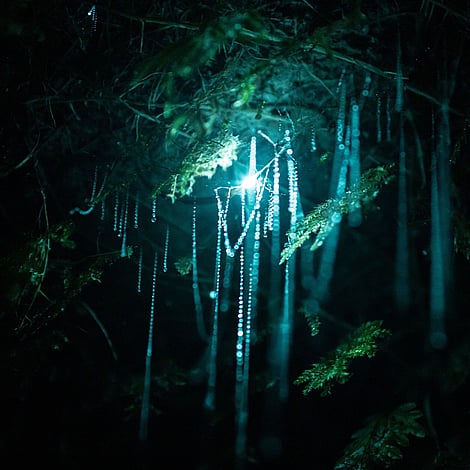 Close up of glow worm with silks