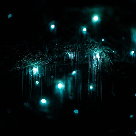 Stunning glow worms in a Rotorua cave