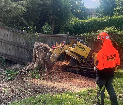 Tree stump grinding by DS Tree stump grinding machine