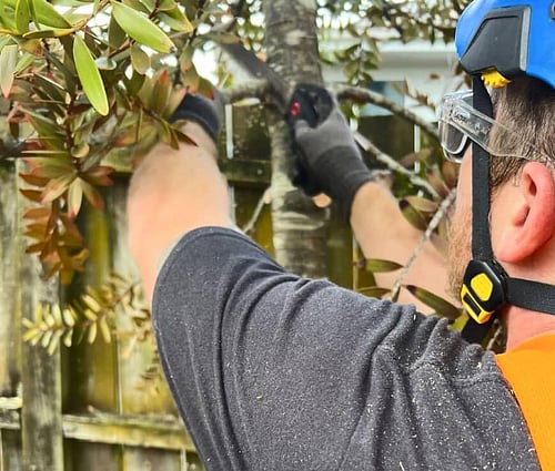 Arborist trimming a tree branch
