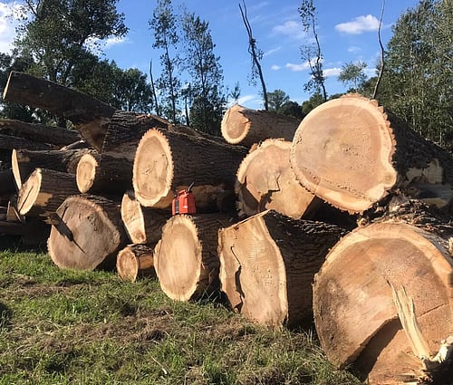 Cut down shelter belt trees
