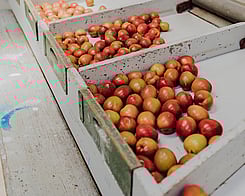 local produce Hamilton