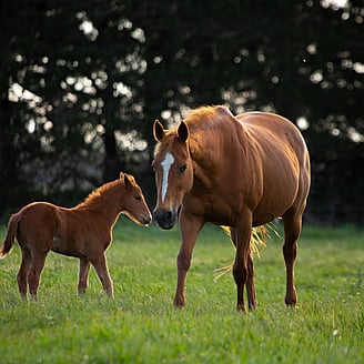 MAI Animal Health_Equine Products