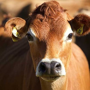 MAI Animal Health - Dairy Products Link