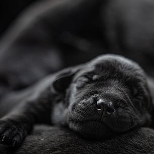 MAI Animal Health_Other Health Product