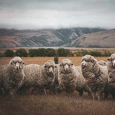 MAI Animal Health - Sheep and Beef Products Link