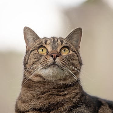 MAI Animal Health - Small Animal Products Link