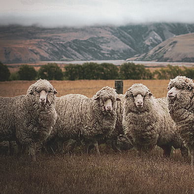 MAI Animal Health - Sheep and Beef Products Link