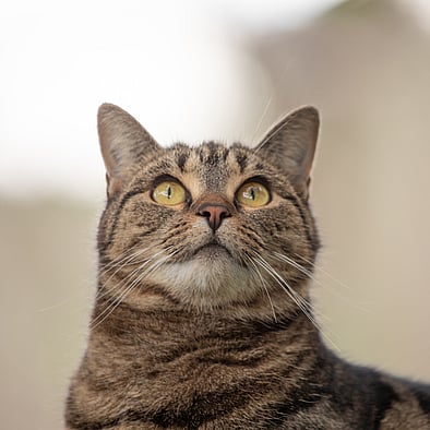 MAI Animal Health - Small Animal Products Link