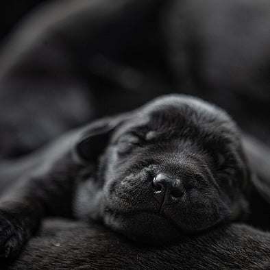 MAI Animal Health_Human Health_Resuscitators 