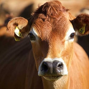 MAI Animal Health_Dairy Health Products