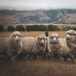 MAI Animal Health_Sheep Health Products