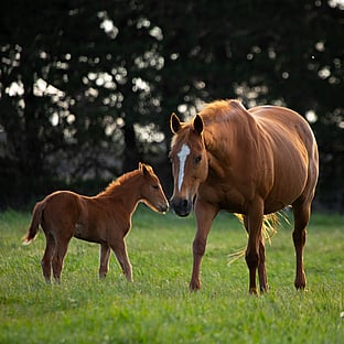 MAI Animal Health_Equine Health Products