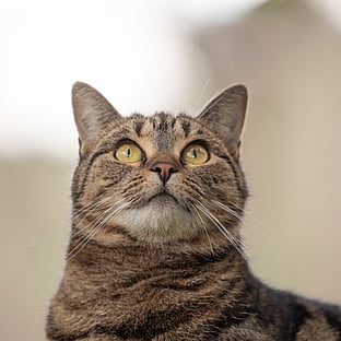 MAI Animal Health_Small Animal Health Products