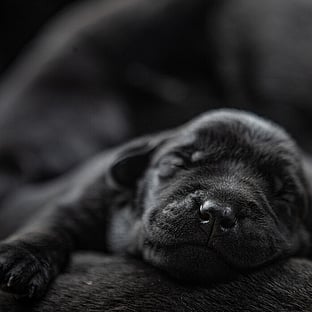 MAI Animal Health_Other Health Products