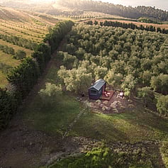 Frantoio Olive grove