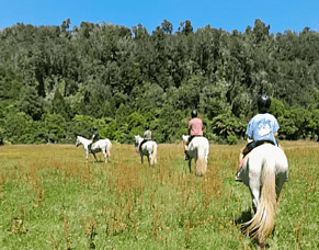 Horse Riding in Charleston: Experiencing the Coast Differently