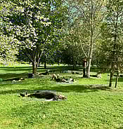 Shin rin yoku forest therapy and bathing at Arcus venue in Te Horo near Otaki