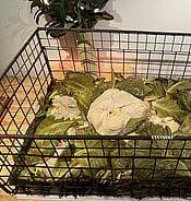 Matariki hangi food at Arcus venue near Waikanae, Te Horo and Otaki