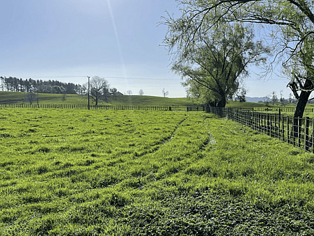 Image green sectioned paddock. 97 Corcoran Road, Te Pahu House & Land Package available with Waikato residential builders, Whitechurch Construction Limited. New Zealand